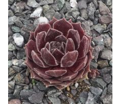 Sempervivum QUEEN AMEALIA