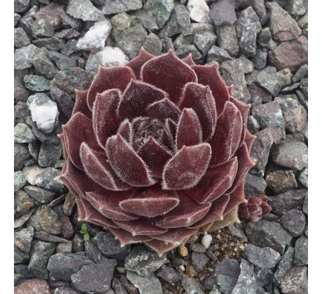 Sempervivum QUEEN AMEALIA