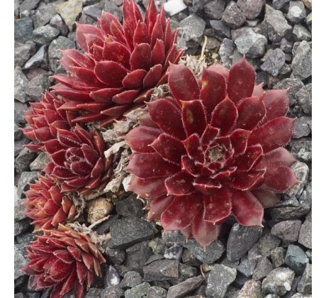 Sempervivum QUEENIE