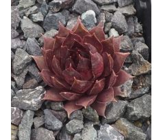 Sempervivum RED BEAUTY