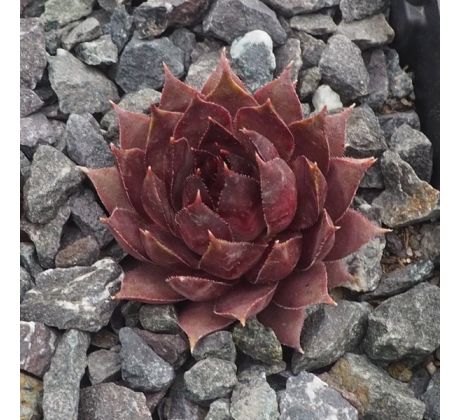 Sempervivum RED BEAUTY