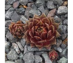 Sempervivum RED INDIAN