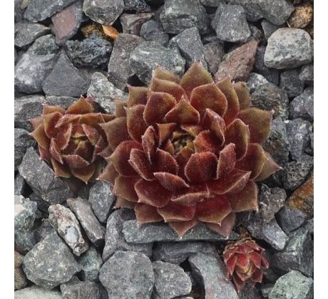 Sempervivum RED INDIAN