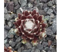 Sempervivum RED SOX