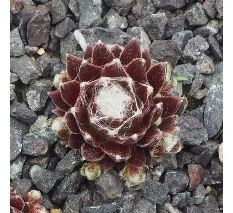 Sempervivum RED SOX