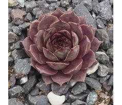 Sempervivum ROFRA