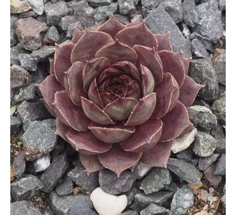 Sempervivum ROFRA