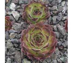 Sempervivum ROTER EDELSTEIN