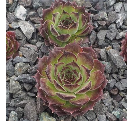 Sempervivum ROTER EDELSTEIN