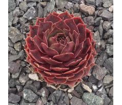 Sempervivum ROTSPITZ