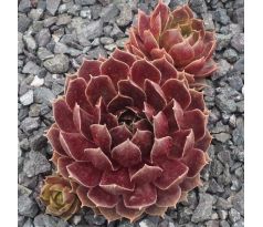 Sempervivum RUBY HEART