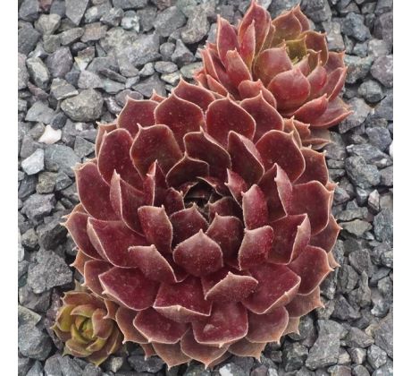 Sempervivum RUBY HEART