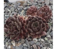 Sempervivum RUSTIC CHARM