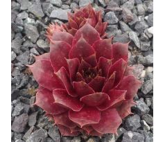 Sempervivum SABANDEN