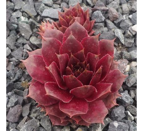 Sempervivum SABANDEN