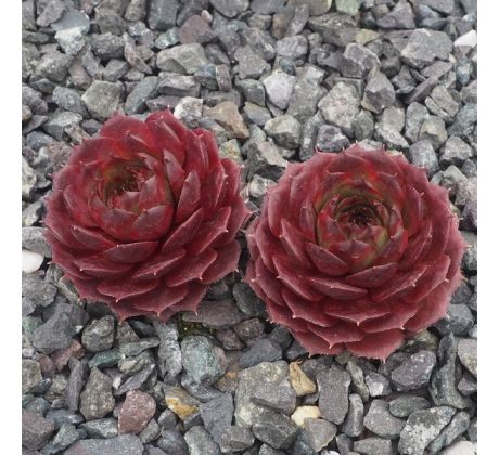 Sempervivum SACHA