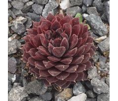 Sempervivum SAND ROD