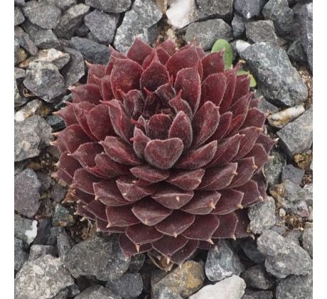 Sempervivum SAND ROD