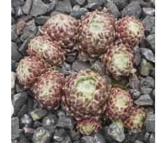 Sempervivum NARDA