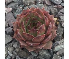 Sempervivum NEGRO BOY