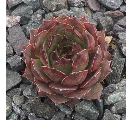 Sempervivum NEGRO BOY