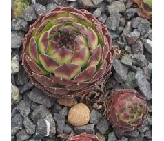 Sempervivum NEMRUT DAGI