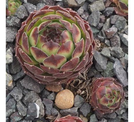 Sempervivum NEMRUT DAGI