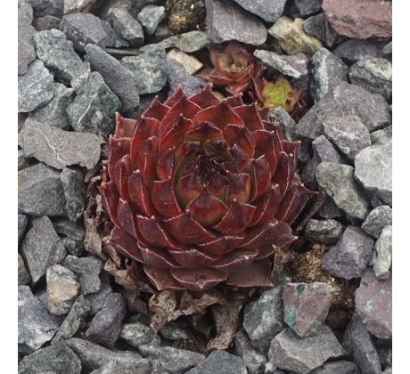 Sempervivum NEON