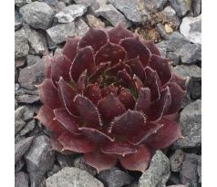 Sempervivum NERO