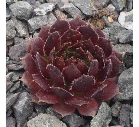 Sempervivum NERO