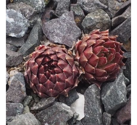 Sempervivum NEUREAN PASTELL