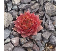 Sempervivum NEVADENSE