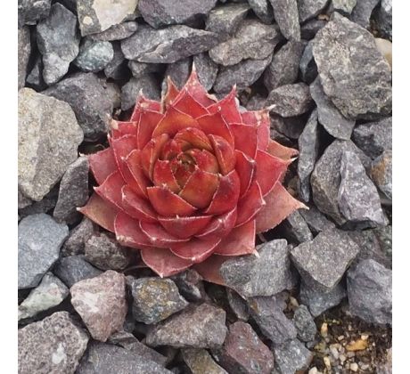 Sempervivum NEVADENSE