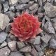 Sempervivum NEVADENSE