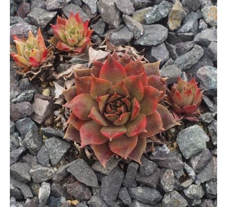 Sempervivum NICOLE