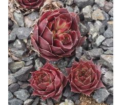 Sempervivum NINOGA