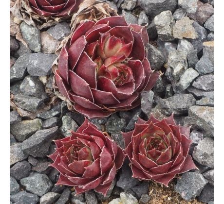 Sempervivum NINOGA