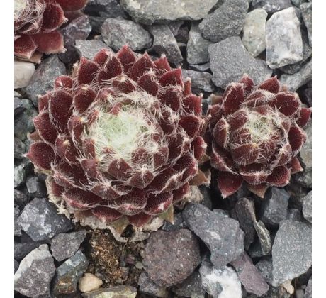 Sempervivum NOELLIE