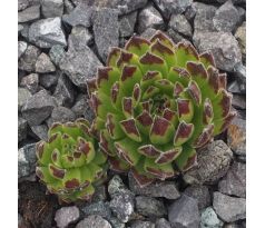 Sempervivum LITTLE FELLOW