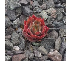 Sempervivum OLD ROSE