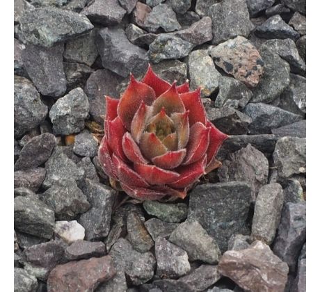 Sempervivum OLD ROSE