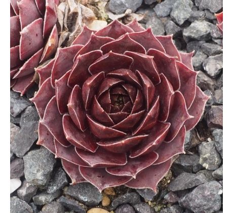 Sempervivum OMEGA