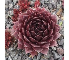 Sempervivum OPHELIA