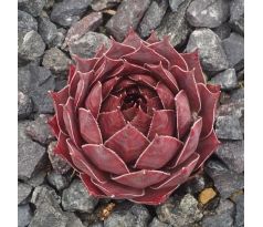 Sempervivum ORANGE FLUSH