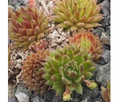 Sempervivum ORY