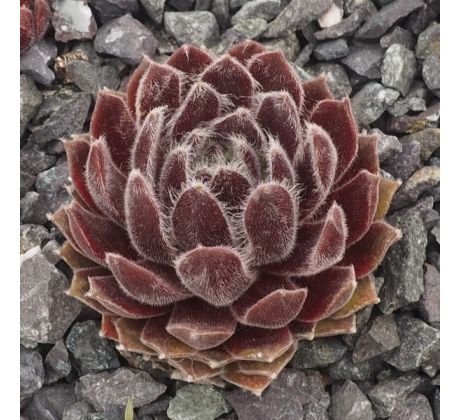 Sempervivum OUVERTURE