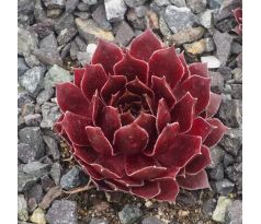 Sempervivum ROSE QUARTZ