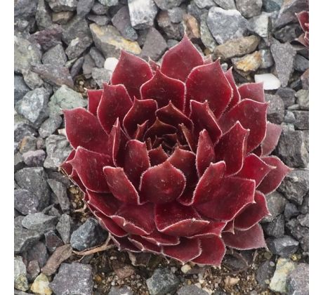 Sempervivum ROSE QUARTZ