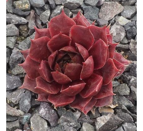 Sempervivum PACIFIC JORDAN