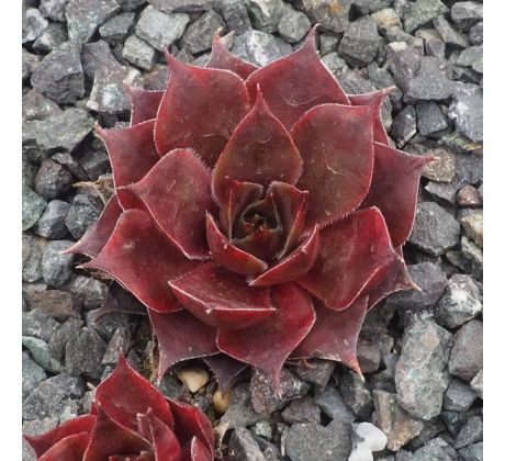 Sempervivum PACIFIC MAJESTY